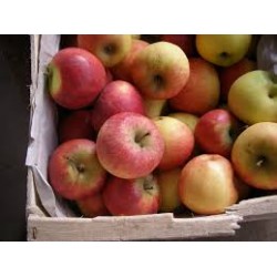Pomme Topaze 1 kg