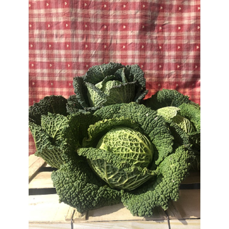 Chou vert frisé / pièce