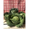 Chou vert frisé / pièce